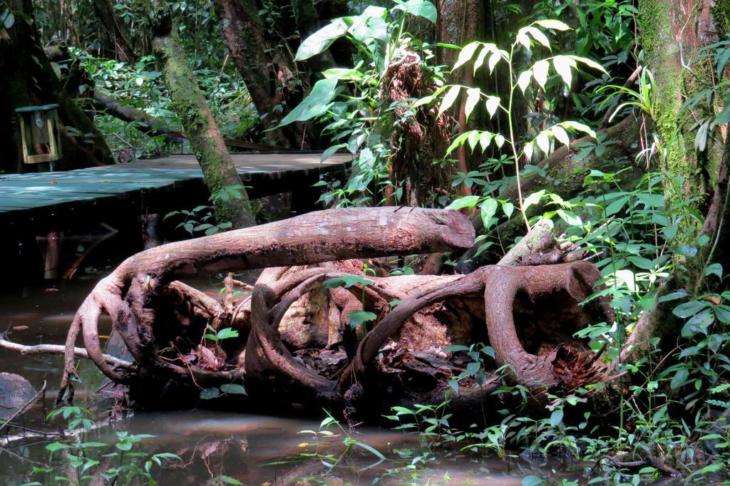 Hotel Casa Perico Rio Dulce Bagian luar foto